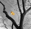 Adversity: Black and white tree with yellow falling leaf