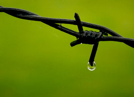 Adversity: Drop of water falling off barbed wire