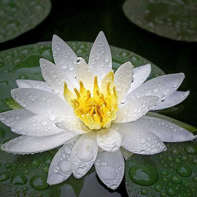 Water lily covered in water droplets