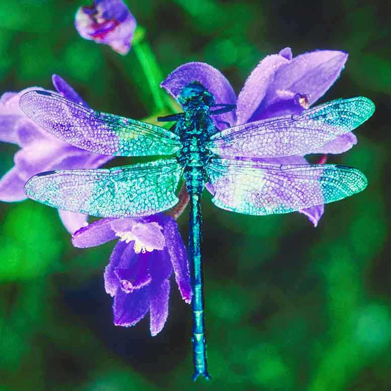 Dragonfly on purple flower