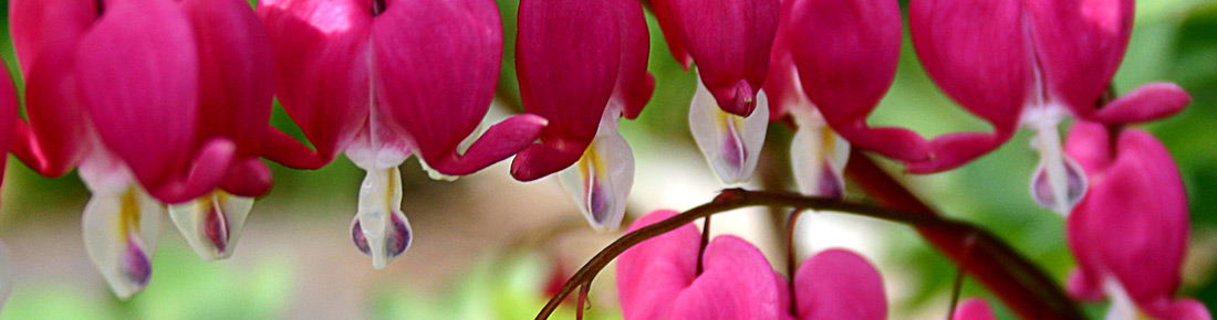 Pink bleeding hearts on a branch