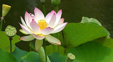 Loss: Lotus flower growing in pond