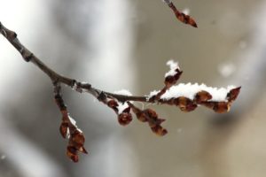 aspen-buds-in-snow-storm